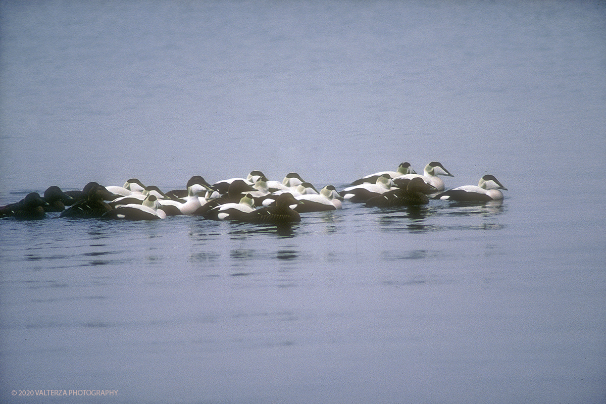 119 SIBERIA.jpg - Luglio/Agosto 1992. Siberia, terra dei Chukchi. Nell'oceano artico  125 Km a nord-est della penisola dei Chukchi (Siberia) c'Ã¨ l'isola di Wrangel, essa ospita piÃ¹ del doppio di specie vegetali (417) di qualsiasi territorio artico a paritÃ  di superficie nonchÃ¨ 30 specie diverse di uccelli oltre ad orsi polari, foche e trichechi ; per questo motivo   Ã¨ stata proclamata patrimonio dell'umanitÃ  dall'UNESCO. Nella foto isola di Wrangell gruppo di edredoni nella baia.